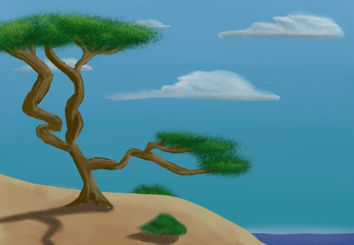 A juniper tree on a sandy beach with a few clouds floating in the sky