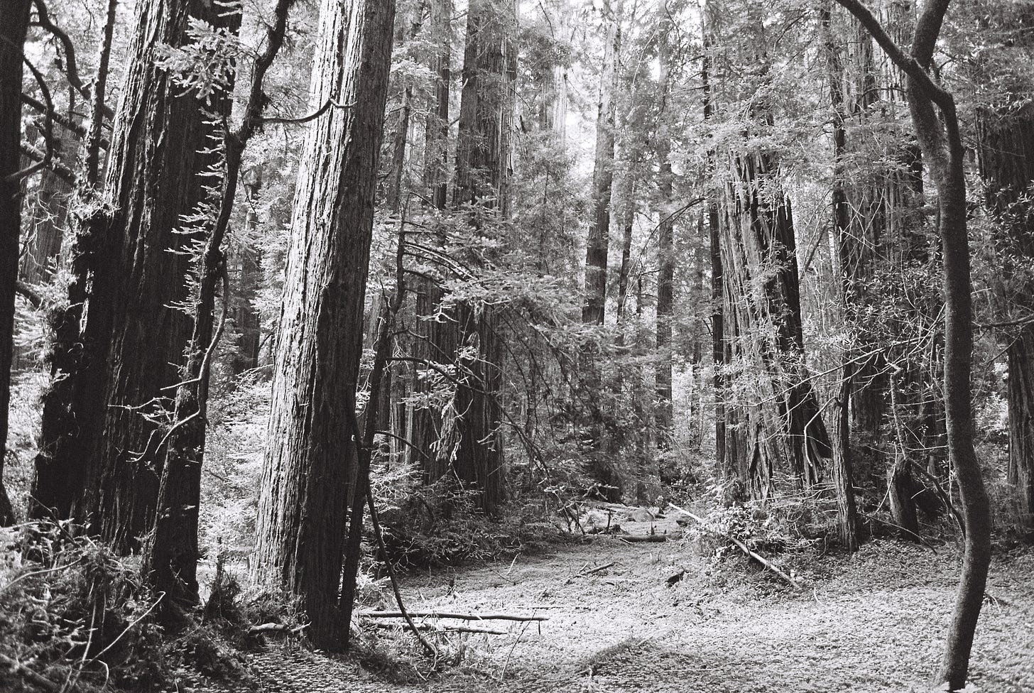 Black and white film photo of Muir Woods redwoods