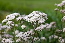 Herbs in History: Valerian