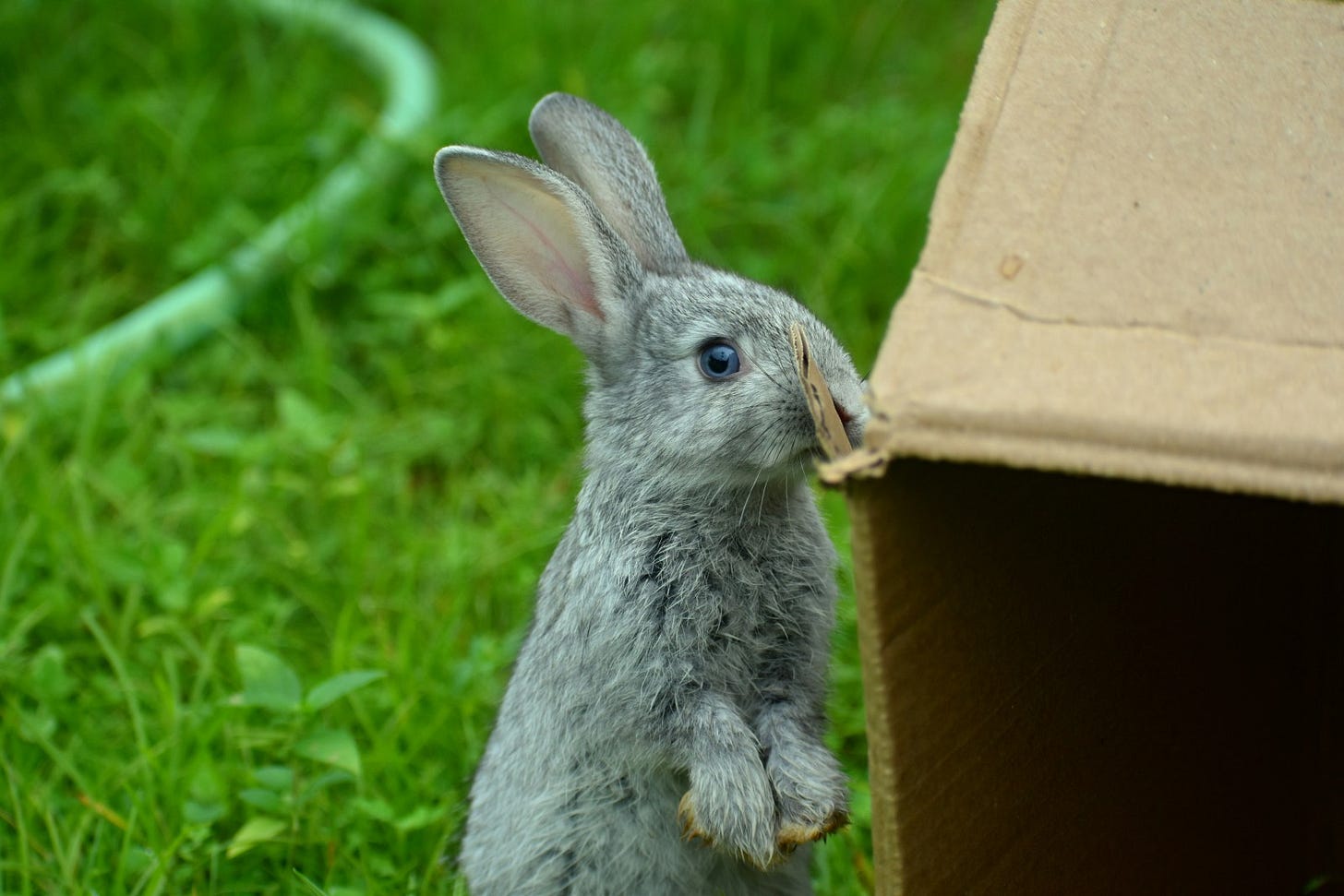 A rabbit stands on its hind legs, chewing intently on a cardboard box. Its right eye is sharply in focus as it stares directly at the viewer, while the grass and box around it are blurred.