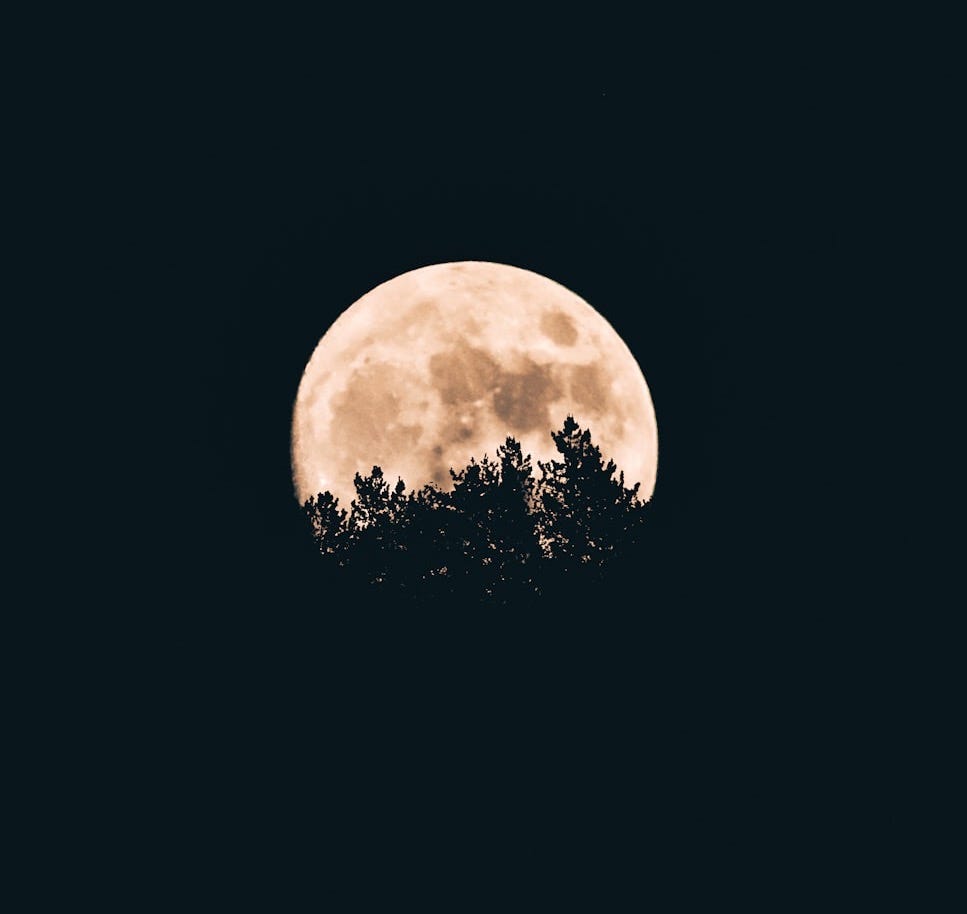 full moon behind a tree silhouettes