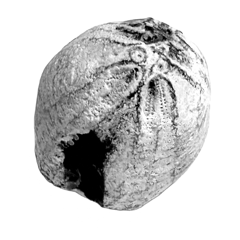 Fossilised sea urchin, ouroboros
