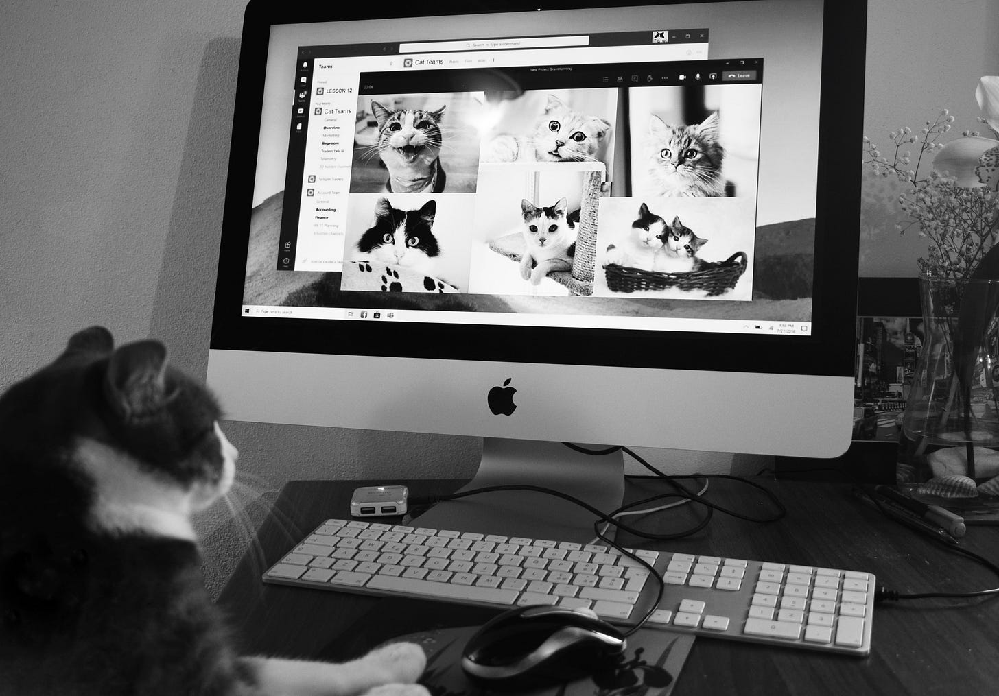 a black and white cat is sitting, looking at a computer screen. The cat seems to be in an online meeting with six other cats. Their images are displayed on the screen. a black and white cat is sitting, looking at a computer screen. The cat seems to be in an online meeting with six other cats. Their images are displayed on the screen.