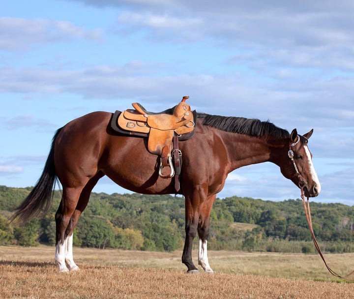 A horse with a saddle and a one-legged stool with someone sitting on it
