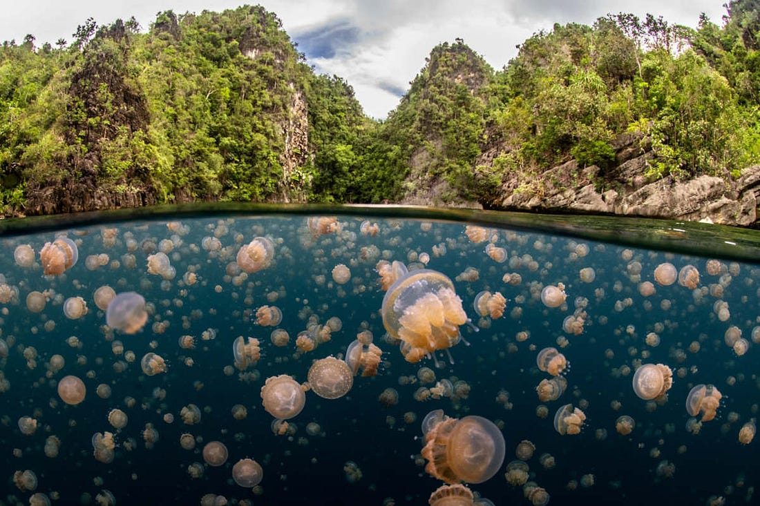 lago de medusas en Indonesia, en la imagen se ven cientos de medusas de color amarillento rodeadas de bosques
