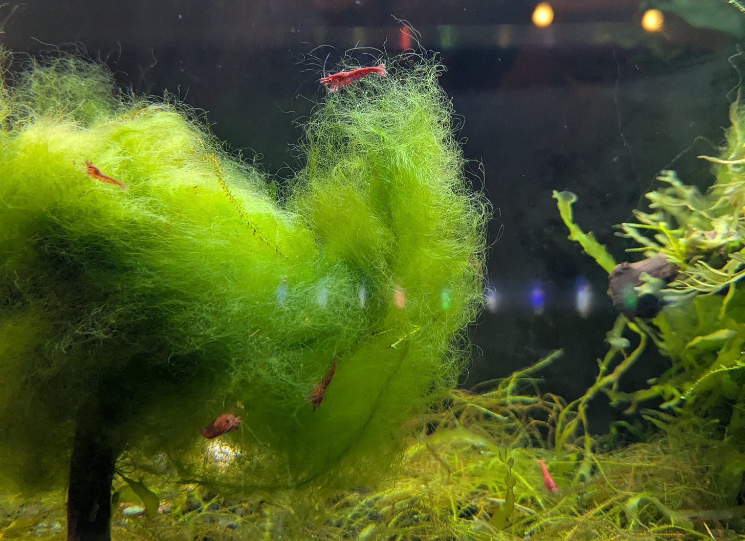 A bunch of shrimp on a bunch of plants