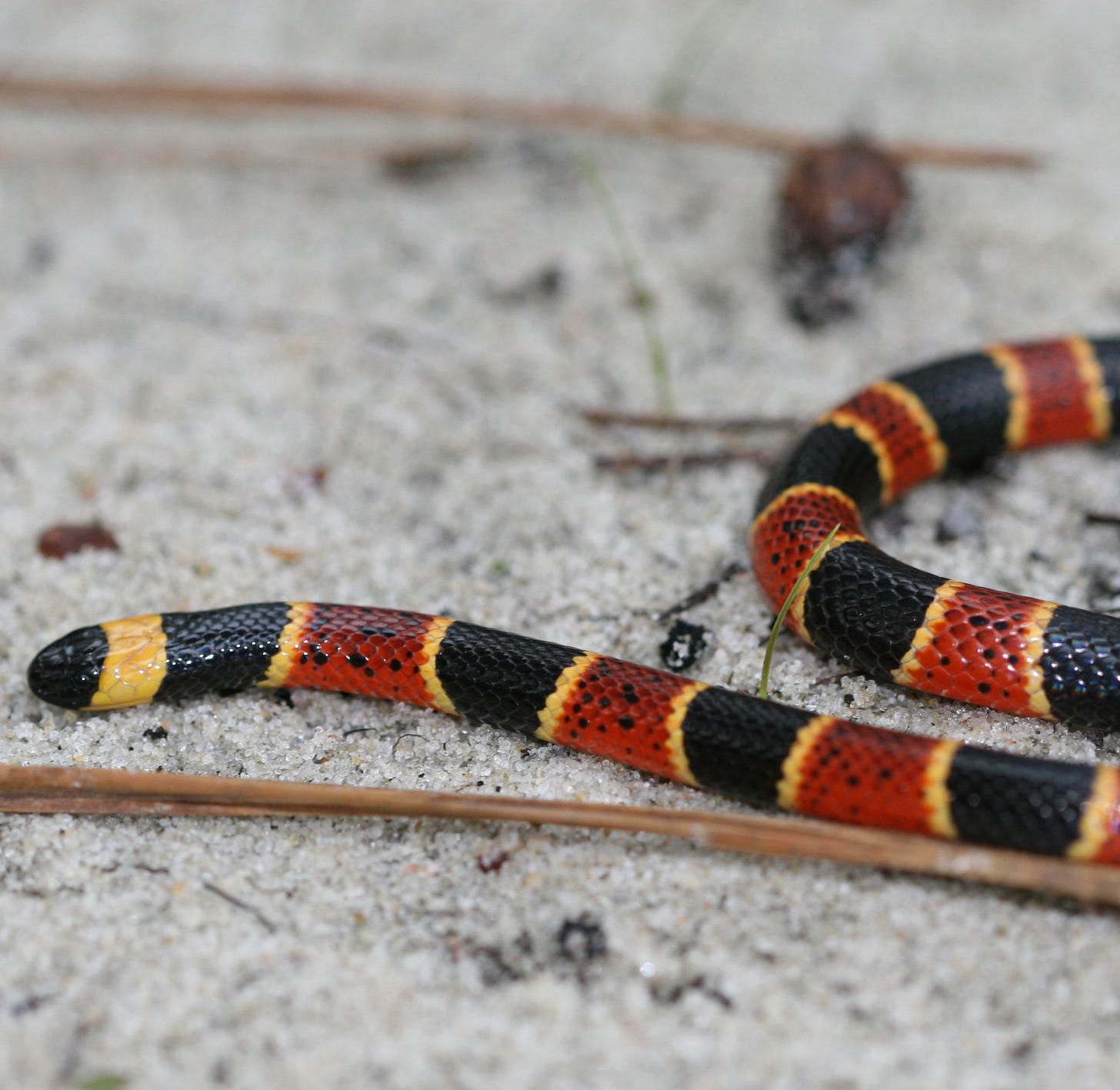 Eastern Coral Snake | NC Wildlife