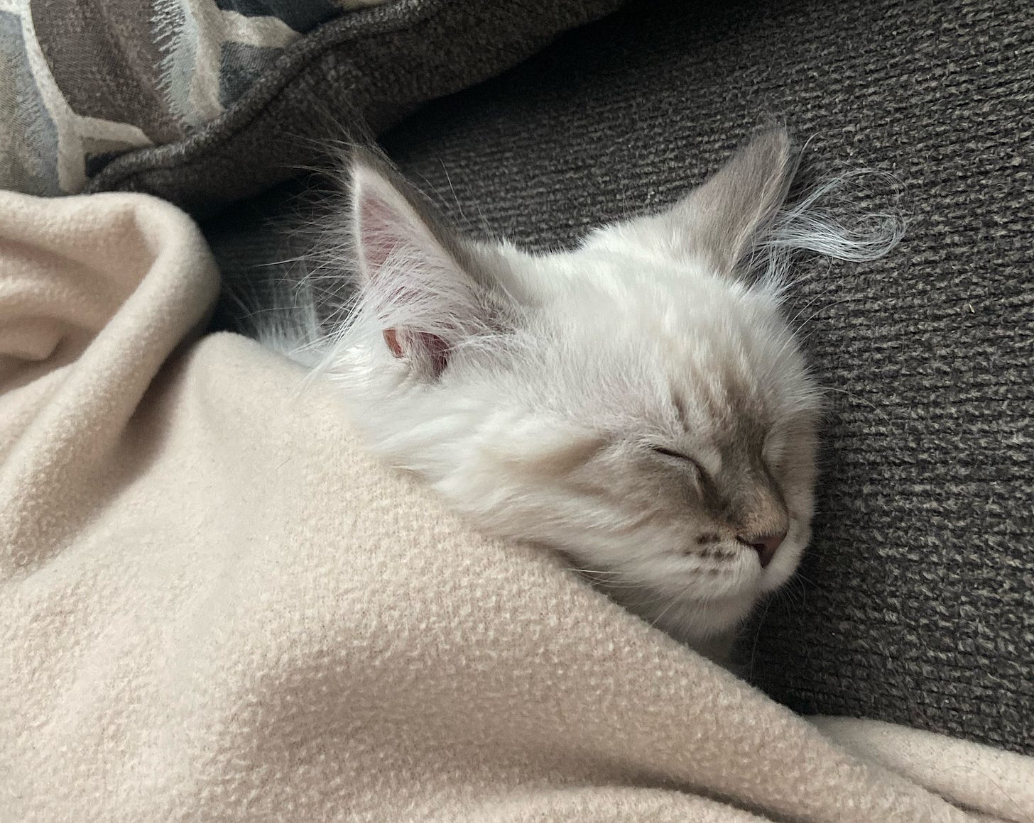 Lyla, a fluffy white kitten with dark face markings, nestles beneath a pink fleece blanket, her head peeking out as she sleeps. Her eyes rest in gentle slits, and long wisps of ear hair flow gracefully across the carpet. Lyla, a fluffy white kitten with dark face markings, nestles beneath a pink fleece blanket, her head peeking out as she sleeps. Her eyes rest in gentle slits, and long wisps of ear hair flow gracefully across the carpet.