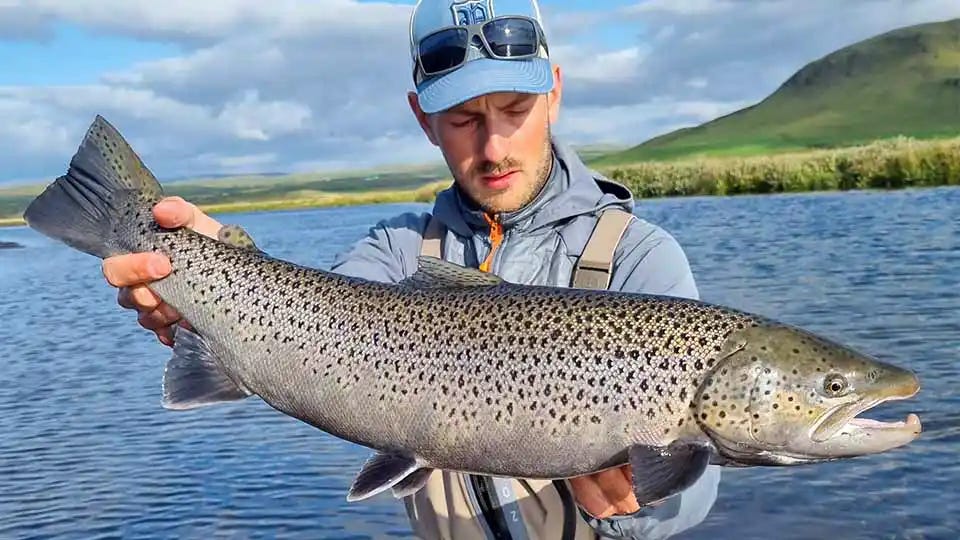 The Iceland Sea-Run Brown Trout are known for their incredible size and strength. With their silver flanks and distinctive spotting patterns, these fish are a sight to behold.