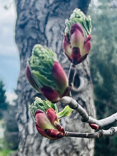 Fancy tulips, horse chestnut buds, and quince blossoms