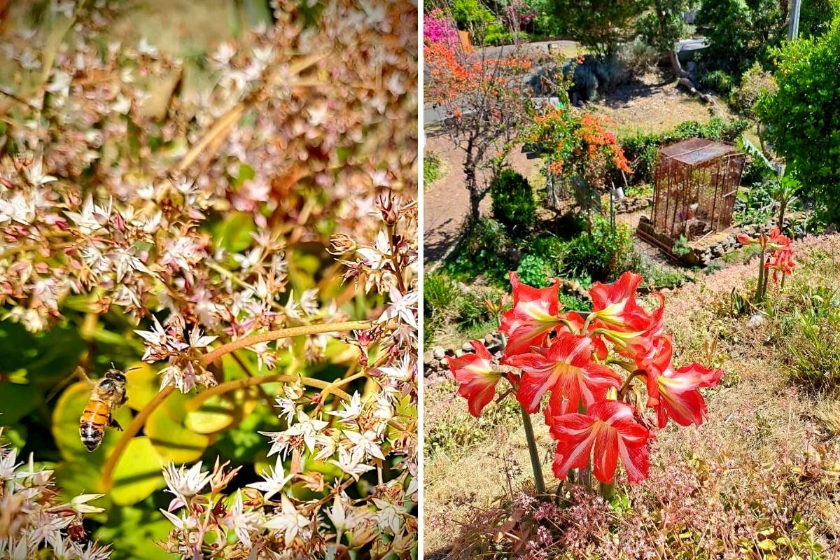 green roof with flowers and bees