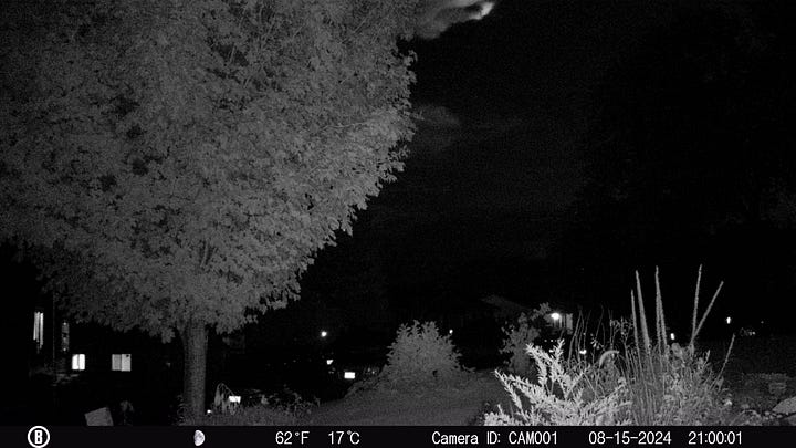 Light Anomaly Caught on Trail Camera