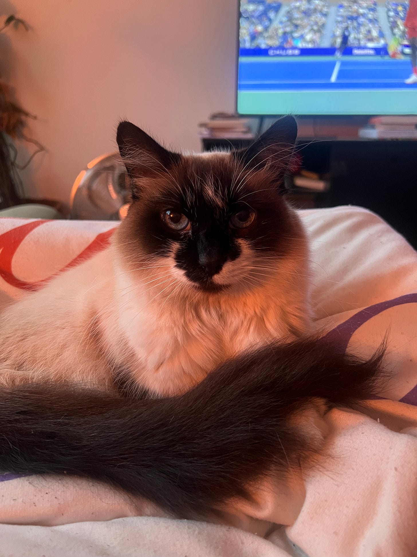 Gata meio siameza, de focinho escuro e olhos azuis, bem peludinha, deitada no meu colo e encarando a câmera profundamente