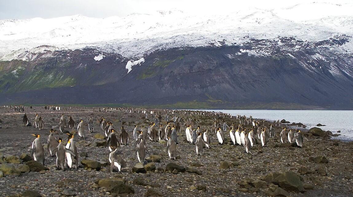 Trump's tariffs target Heard Island and McDonald Islands, Australian  territory inhabited by penguins - CBS News