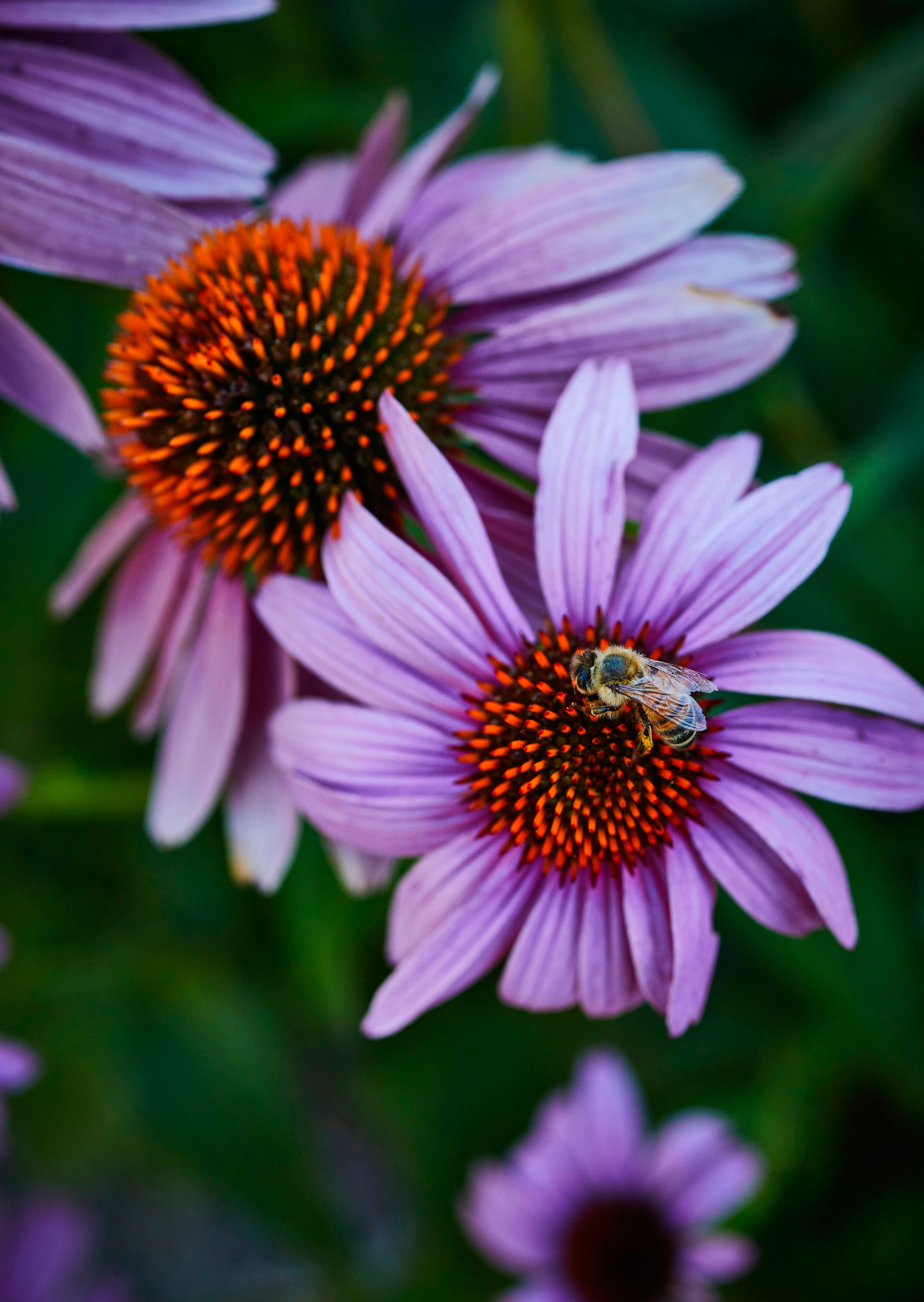 Installing Spring Bees 🐝 - by Homestead Design Collective