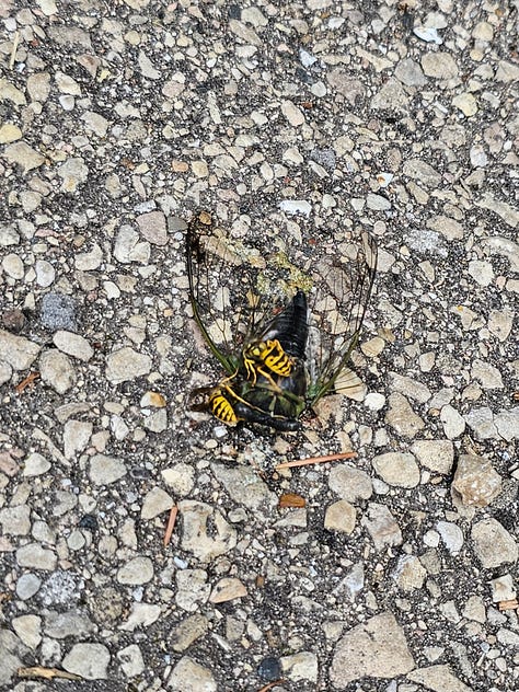 Cicadas Missing Heads and Abdomens