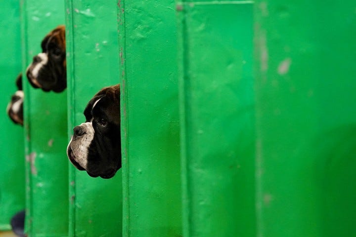 Los bóxers se asoman entre las barreras en el primer día de la exposición canina anual Crufts en Birmingham, Inglaterra, el jueves 5 de marzo de 2026. Foto Jacob King/PA vía AP