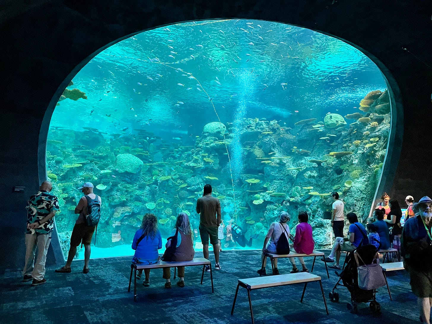 A Western Pacific coral reef was recreated as the chief attraction at the Seattle Aquarium’s Ocean Pavilion