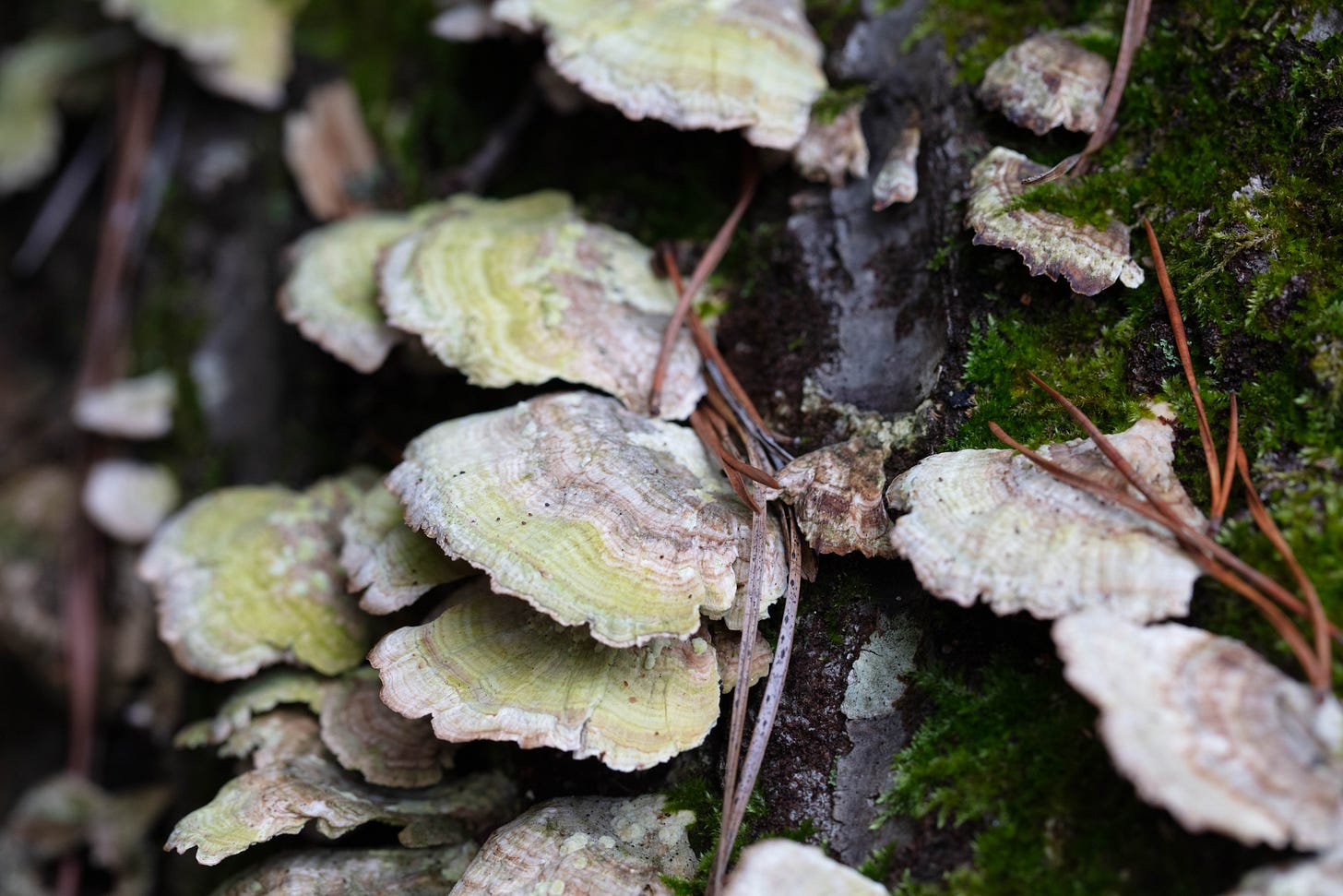 View from the side of rows of shelf mushrooms on mossy old wood. The shelf mushrooms are pale, with pale purplish-pink stripes at their margins and across the surface. Green algae forms a faint stripe as well. A few of the mushrooms appear to have spots of black dust on them.