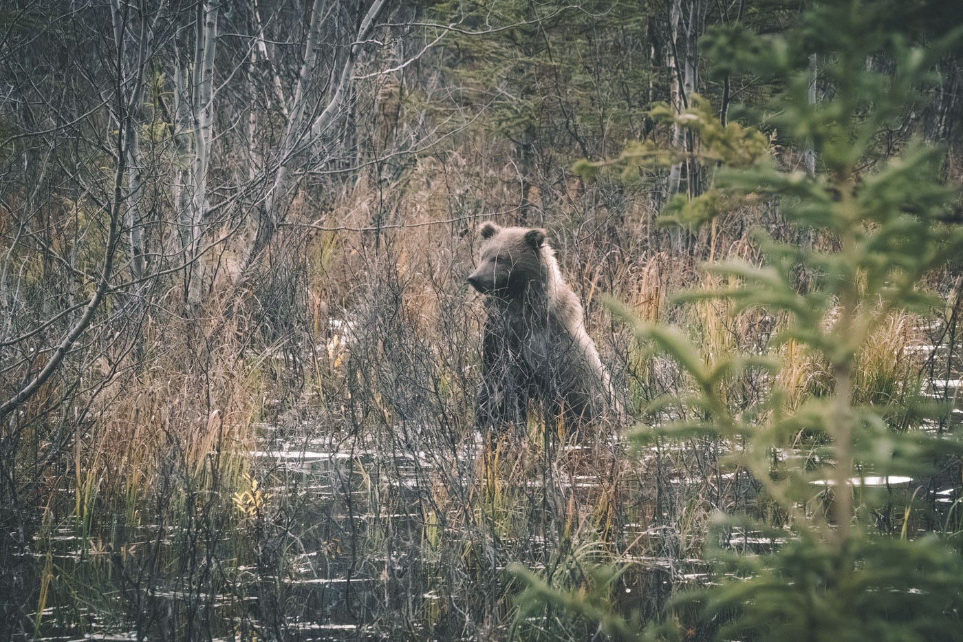 Brown bear cub in Alaska.