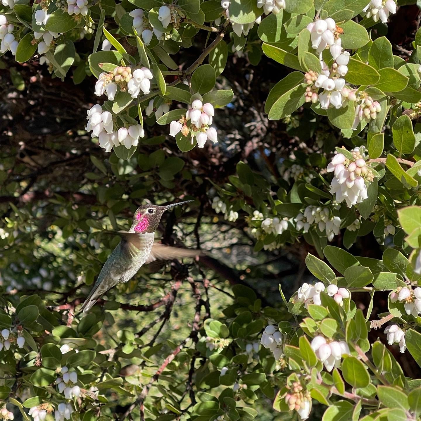 Hummingbird enjoying the nectar that Manzanita provides in mid-Winter
