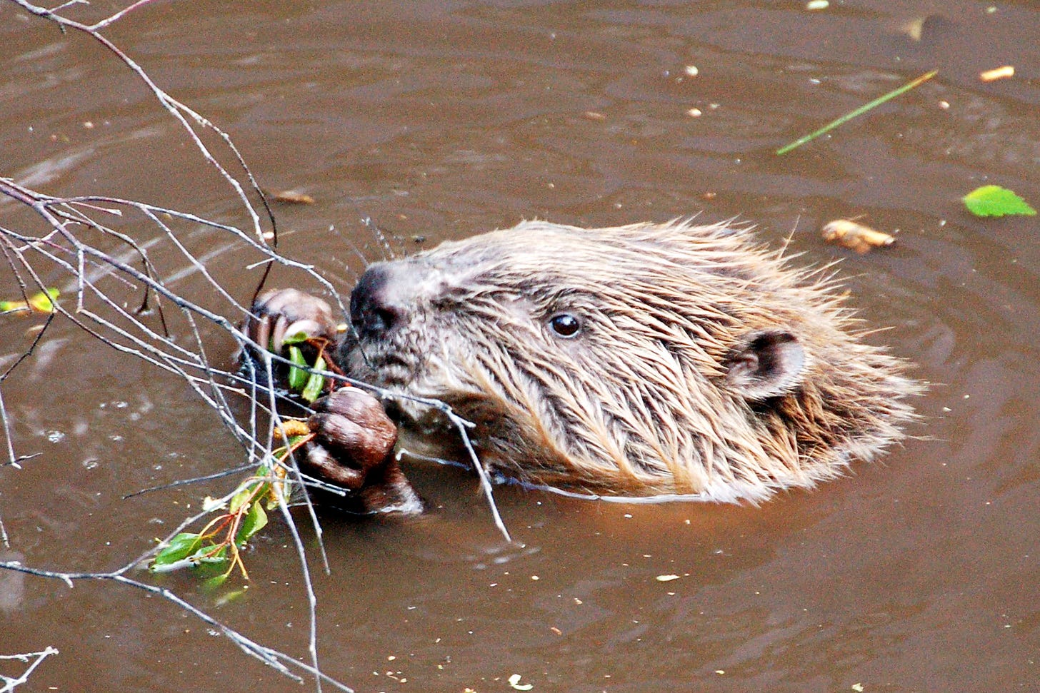 Beaver popping their head above the water, eating leaves off a twig.