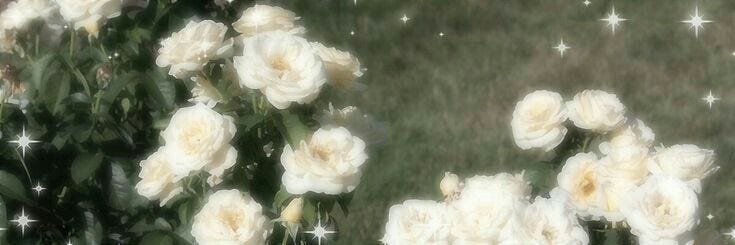 This may contain: some white flowers are in the grass and one is blurry with stars on it