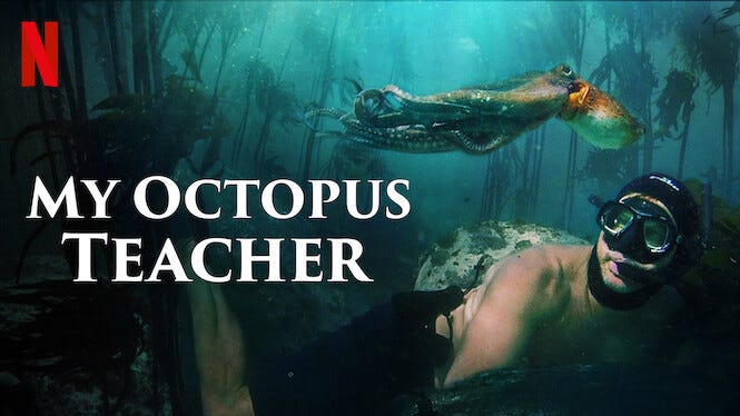 My Octopus Teacher | Netflix Wiki | Fandom