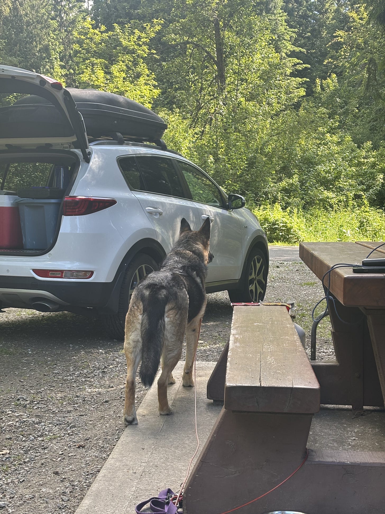 A German Shepherd Husky mix stands with her ears raised and watches a road in the distance. A white car sits to her left with a raised hatch and a red cooler inside.