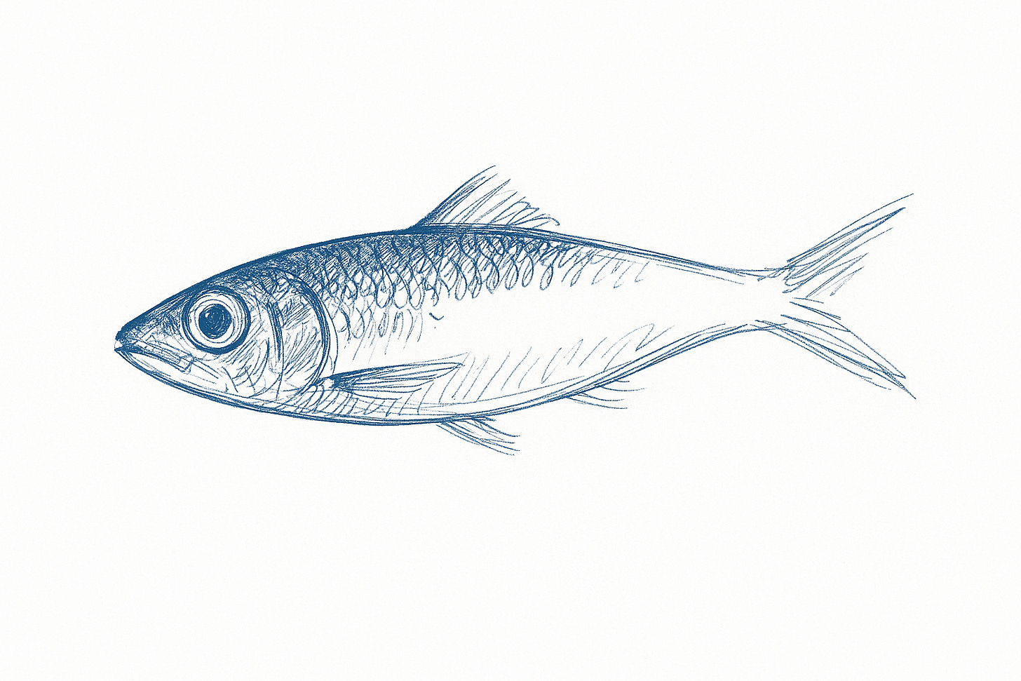 a sketch of a sardine