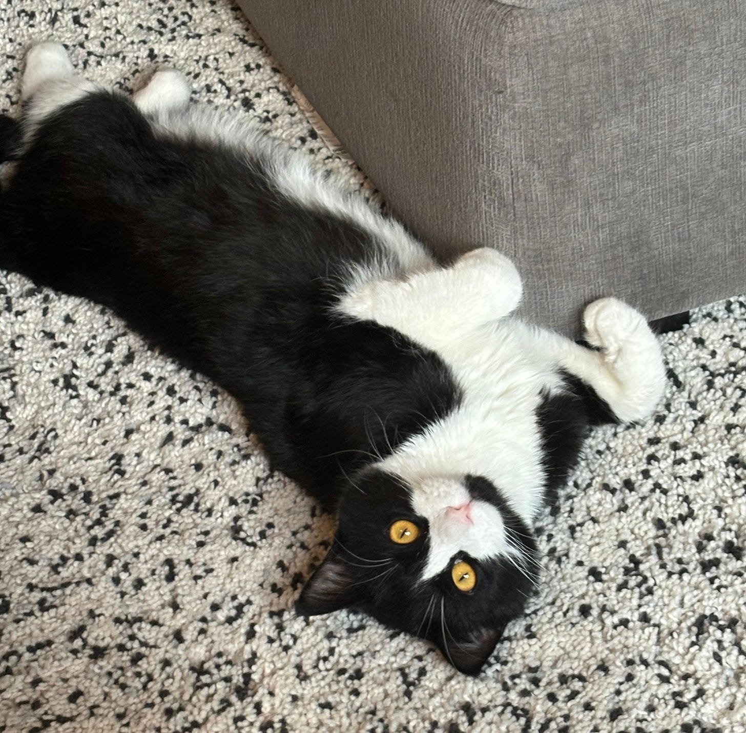 Benny, a black and white tuxedo cat, lies on his back on a speckled carpet beside a gray couch, with his front paws curled up and golden eyes gazing upside down at the camera. His relaxed pose and curious expression give him a charming and playful look. Benny, a black and white tuxedo cat, lies on his back on a speckled carpet beside a gray couch, with his front paws curled up and golden eyes gazing upside down at the camera. His relaxed pose and curious expression give him a charming and playful look.