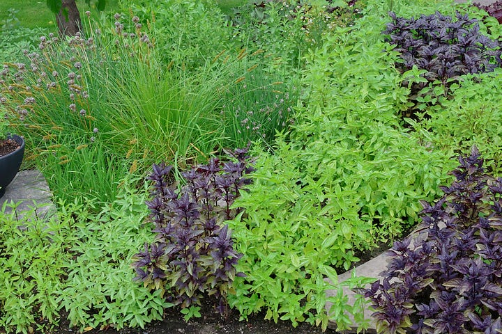 varieties of basil growing in an herb garden