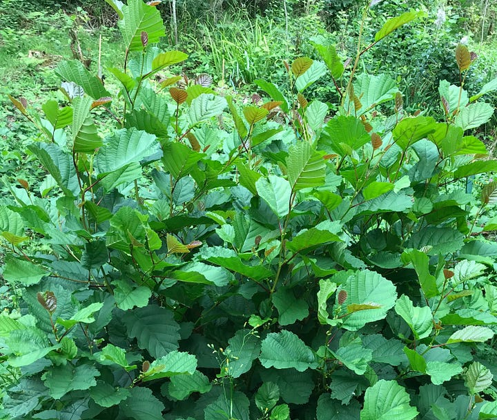 Purple buds and abundant leaf of alder