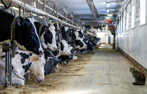 A row of cows inside a building.