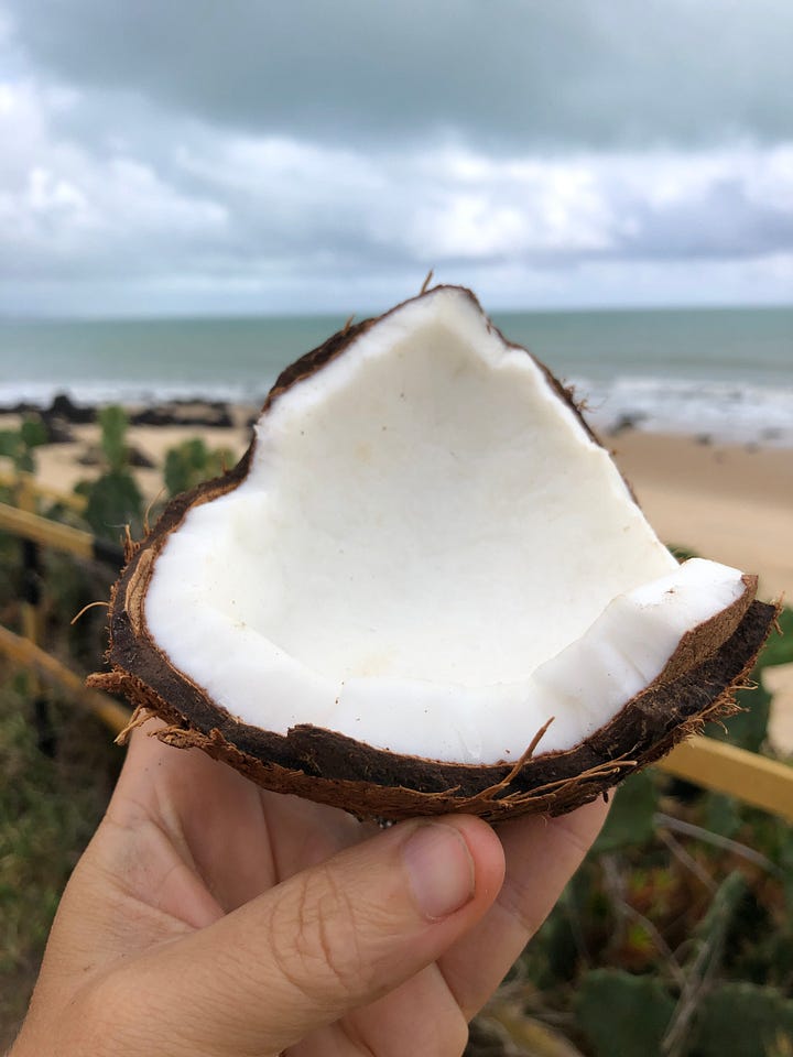 Una benedizione della natura. Il Cocco.