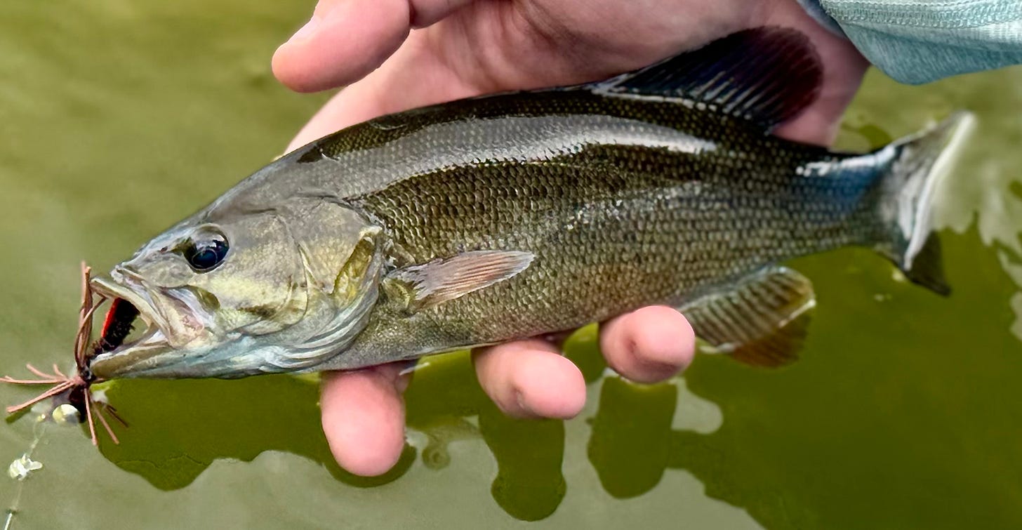 A photo of a smallmouth bass fish being held up out of the water with a fly in its mouth.