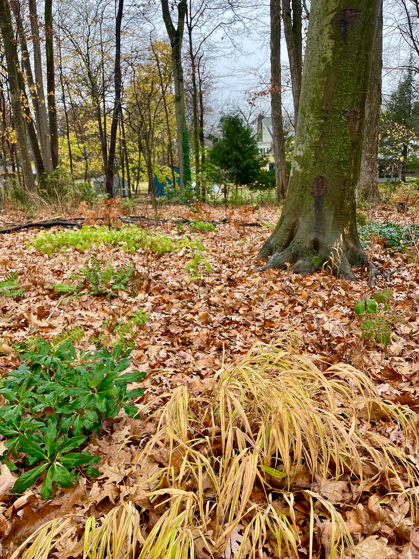 The Beech bed has a growing number of evergreens for ground cover during the winter. Helleborus niger, Epimediums and Wood Spurge being the best of the lot. This is also where my Cyclamen have (finally) learned to thrive. The Beech bed has a growing number of evergreens for ground cover during the winter. Helleborus niger, Epimediums and Wood Spurge being the best of the lot. This is also where my Cyclamen have (finally) learned to thrive.