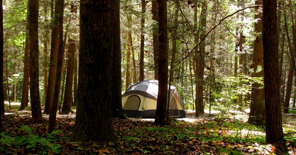 A camping tent set up under tall trees in a forest, with sunlight filtering through the dense, leafy canopy, suggesting a peaceful and natural camping experience.