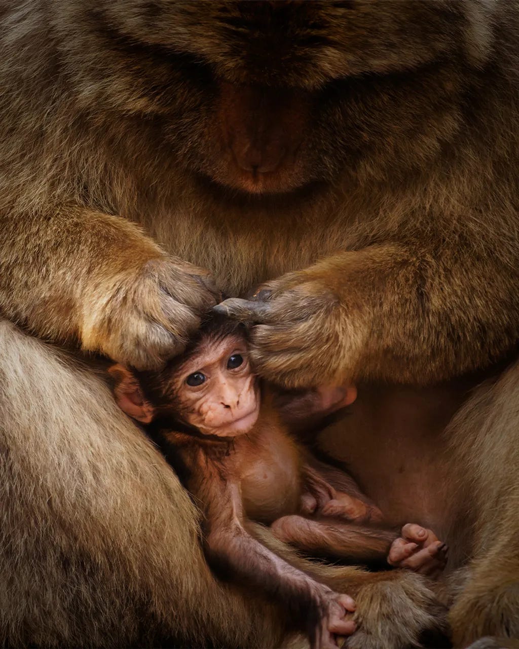 Fotografía ganadora del TPOTY