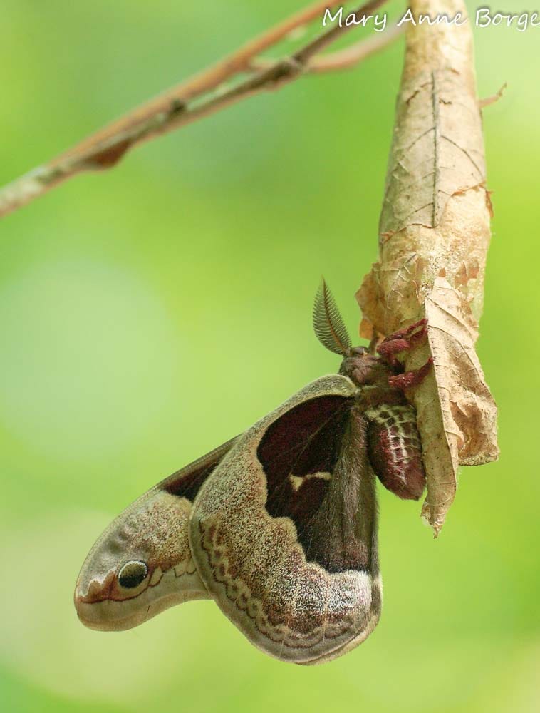 A Promethea Moth and the Awe-inspiring Power of Nature | The Natural Web