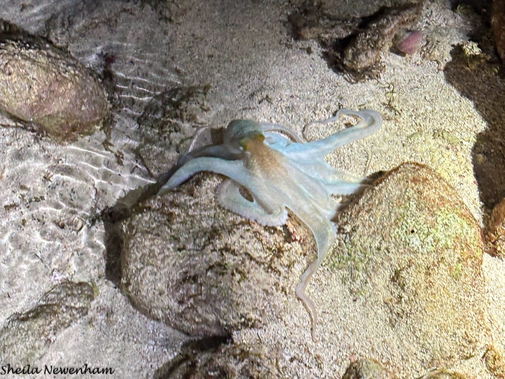 Caribbean reef octopus Caribbean reef octopus