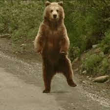 Bear Waving Goodbye GIF | GIFDB.com
