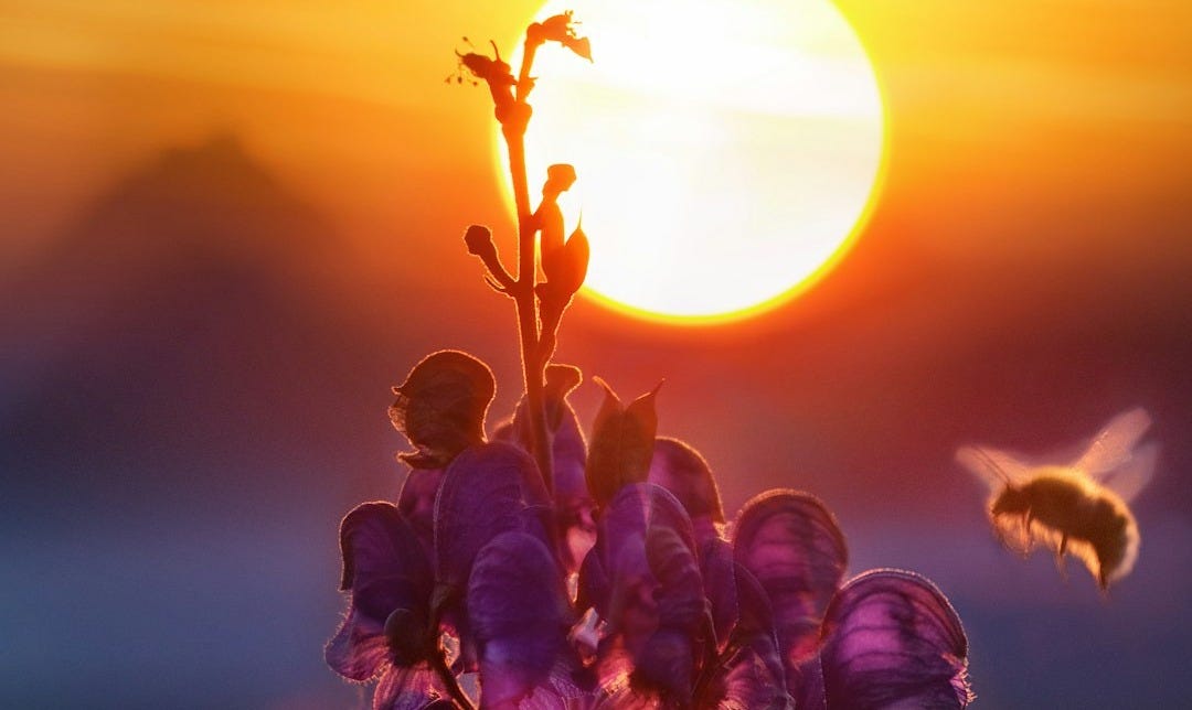 marco shot photography of purple flower