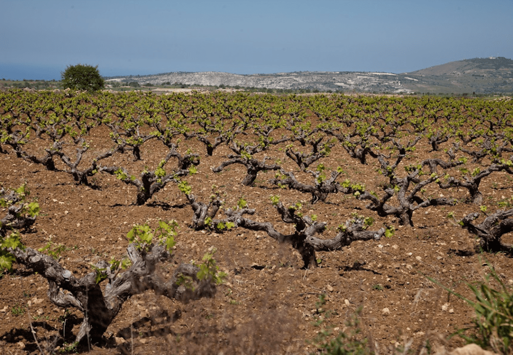 Image courtesy of Vasilikon Winery.