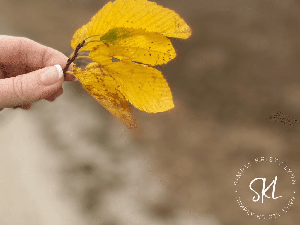 Seasons | photography by Kristy Lynn