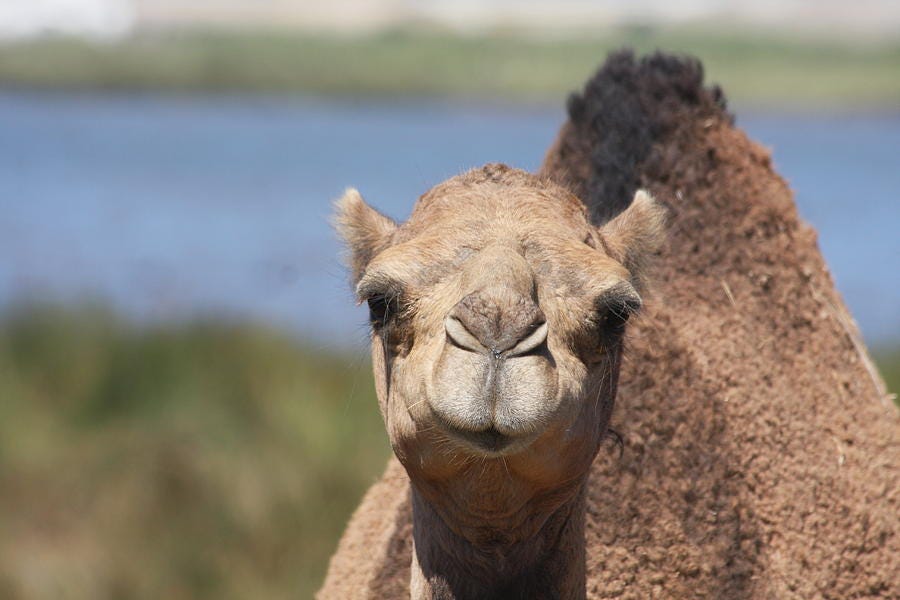 Happy Camel Photograph by Jennifer Kothenbeutel - Fine Art America