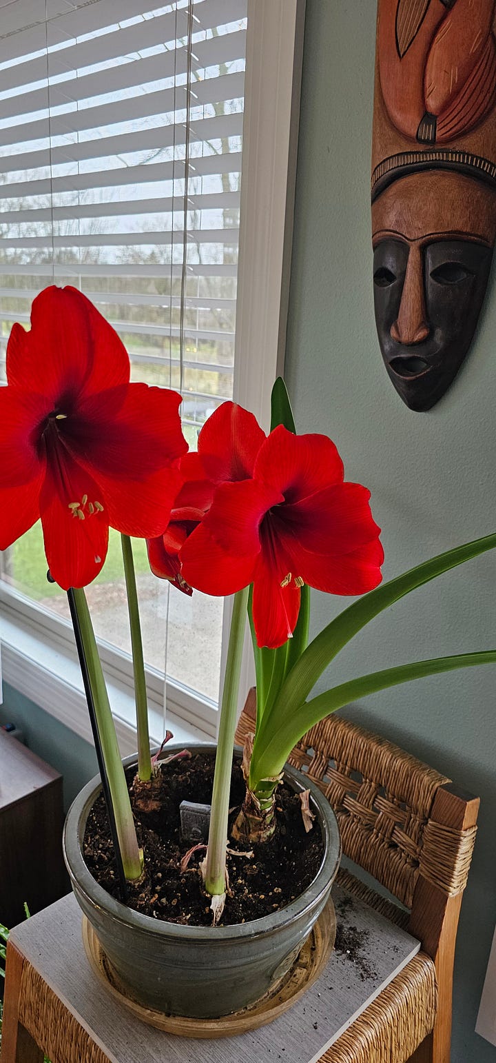 Potted flowers and red Amaryllis flowers