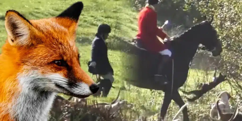 Seavington huntsman convicted 