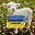 Winterish for Ukraine's avatar
