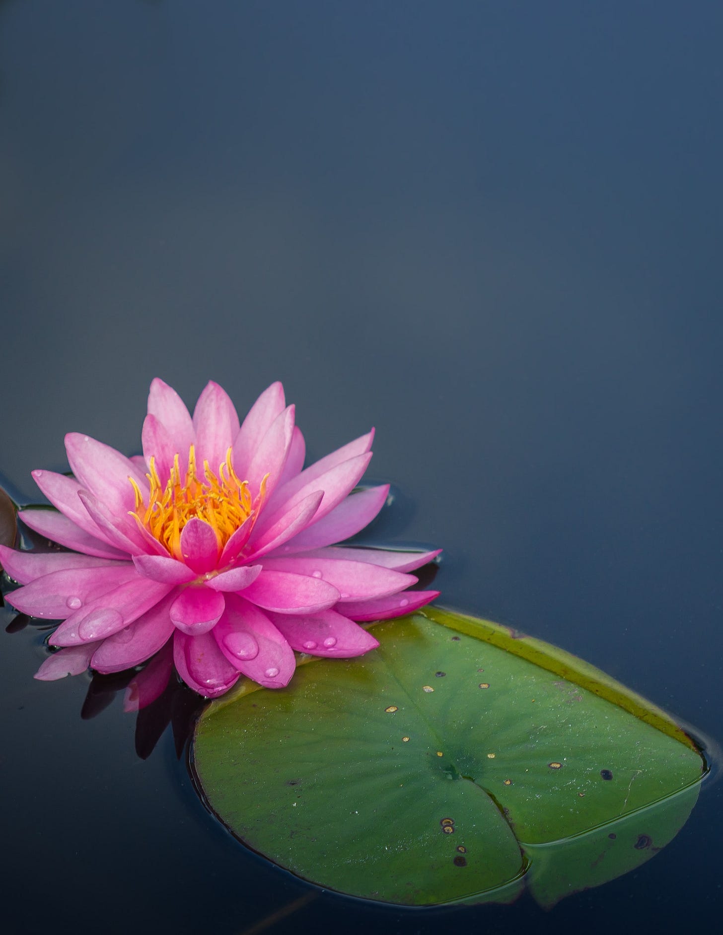 My little garden pond.. My little garden pond..